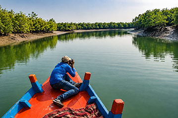 Kingfisher in Sundarbans