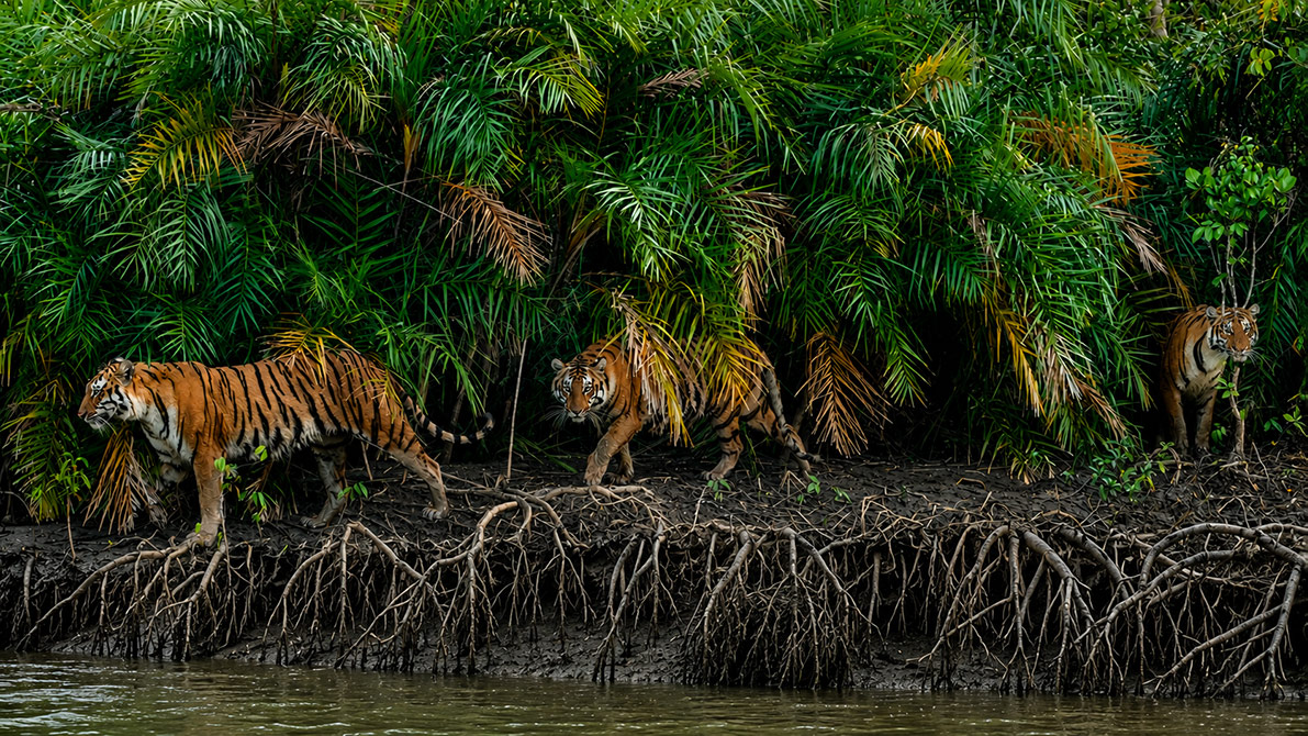 Sundarbans mangrove forest