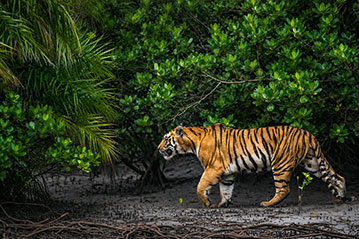 Sundarbans Discovery